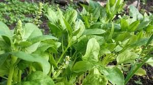 Selain itu, cara menanam bayam pun tidak sulit dan bisa dilakukan siapa saja bahkan pemula sekalipun. Berikut Ini Adalah Cara Menanam Serta Budidaya Bayam Jual Plastik Pertanian Perkebunan Perikanan Peternakan