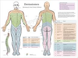 Details About Dermatomes Myotomes Nerve Pattern Poster 18 X 24 Chiropractic Dermatomal Chart