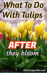 Pin On This Is My Garden Garden Advice Pins