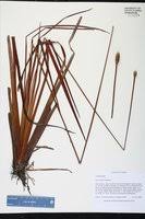 Image result for Xyris obscura