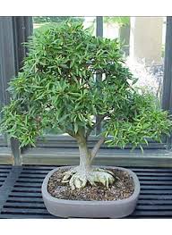 Image result for Boscia salicifolia