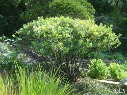 Image result for Gymnosporia arbutifolia