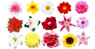 Bach flower remedies & corresponding chakras | bach flower essences. Bach Flower Remedies Can Flowers Help You Heal Your Mind Thehealthsite Com