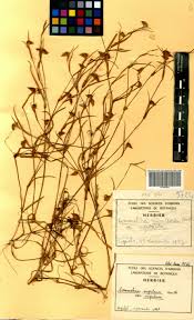 Image result for Commelina nigritana