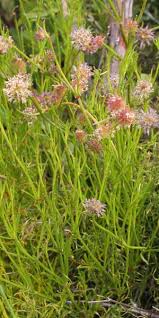 Image result for Pauridiantha paucinervis