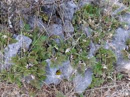 Image result for Selaginella imbricata