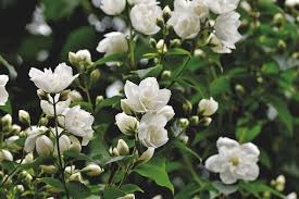 Maybe you would like to learn more about one of these? 10 Free Scent Of Jasmine Jasmine Flower Photos
