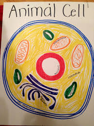 Pin By Sunny On Classical Conversations Ideas Animal Cell Cells Project Animal Cell Project