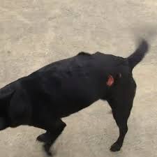 According the daisy mountain fire department, a man was walking his german the dog's owner was uninjured in the attack, and the dog only suffered a scratch. Kanawha County Man Says Mountain Lion Attacks His Dog Wildlife Officials Not So Sure Wchs