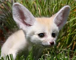 Check spelling or type a new query. Baby Fennec Fox By Dude9749 On Deviantart