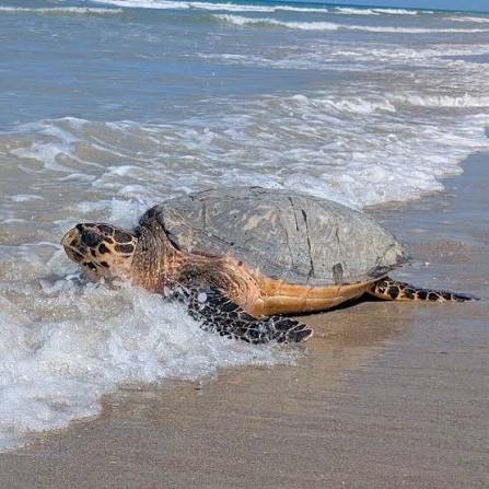 This week, we encountered a hawksbill sea turtle! 😍 Hawksbills are known  for their exquisite shell pattern, which unfortunately landed them on the  Endangered Species list. For years, these turtles we
