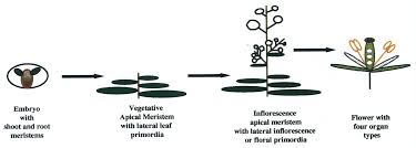 This genus is of great interest since it contains thale cress. Https Www Jstor Org Stable 24104283