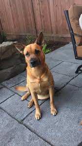 Check out our rhodesian ridgeback selection for the very best in unique or custom, handmade pieces from our shops. This Is Lucy Shes A 6 Year Old German Shepherd Rhodesian Ridgeback Mix Music Indieartist Chicago Rhodesian Ridgeback Dogs Custom Dog