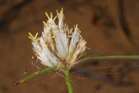 Image result for Cyperus obtusiflorus