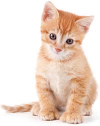 Searching for portland me pet friendly hotels? Dogs Animal Refuge League Of Greater Portland Maine Animal Shelter