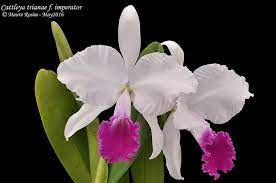 Cattleya Trianae F Imperator Cattleya Orchids Flora