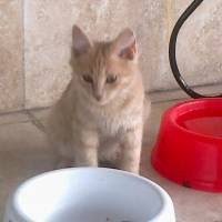 4 5 Aylik Disi Kedi Hamile Olabilir Mi Petlebi Sosyal