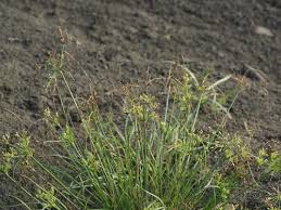 Image result for Fimbristylis dichotoma