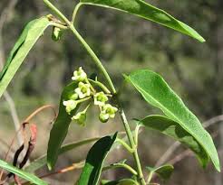 Image result for Marsdenia