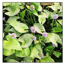 Image result for Monochoria africana