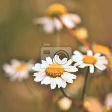 Most are flowers, but its all in the details. Beautiful Colorful Flowers Of Daisies Background For Nature Leinwandbilder Bilder Hintergrund Schon Schonheit Myloview De