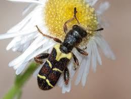Clerid Beetle Trichodes Trichodes Peninsularis Beetle Insects Modern Day Witch