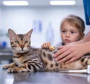 Rotavirus en gatos: síntomas, prevención y tratamiento efectivo