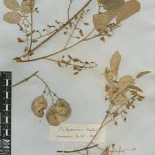 Image result for Pterocarpus megalocarpus