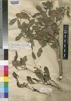 Image result for Brackenridgea zanguebarica