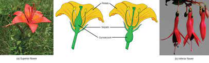 Vector image the cattail flower has two parts, a female and male. Flower Structure Biology For Majors Ii