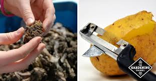 Check spelling or type a new query. How To Correctly Feed Compost Worms What When How And How Much Gardening Channel