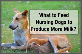 What To Feed Nursing Dogs To Produce More Milk Sir Doggie
