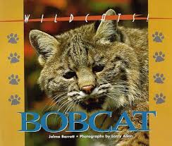A north american wild cat twice as big as the domesticated cat, bobcats are superb hunters, employing stealth and predatory techniques with infinite patience. Wildcats Of North America Bobcat Jalma Barrett 9781567112573 Amazon Com Books