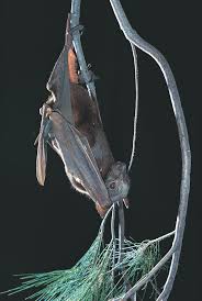 The little red flying fox is, as the name suggests, smaller than the others in it's genus. Little Red Flying Fox The Australian Museum