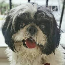 Image result for nazriya with oreo