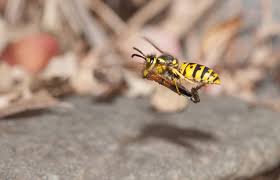 Fast, easy, and cheap yellow jacket trap that works! Killing Yellowjackets Tips For Yellowjacket Management In The Landscape