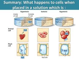 We did not find results for: Osmosis Diffusion Active Transport Plant Cell Plant Cell Labeled Cell