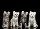 Available American Curl Kittens For Sale & Cats For Adoption