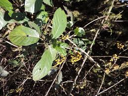 Image result for Rutidea fuscescens