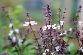 Image result for Ocimum