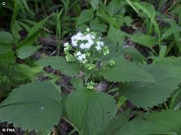 Weakness and nausea may result from drinking the milk of cows that have grazed on white. White Snakeroot Fontenelle Forest Nature Search Fontenelle Forest Nature Search