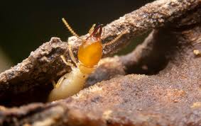 Termite damage is typically not covered by homeowners insurance, according to the insurance information institute (iii). Termite Identification A Guide To Pests In Salt Lake City Ut