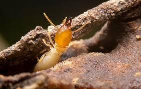 With offices in vernal and la verkin, pickett pest control offers professional residential and commercial pest control to the uintah basin and greater st. Termite Identification A Guide To Pests In Salt Lake City Ut