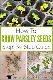 How To Grow Parsley From Seed Step By Step Growing Parsley Parsley Seeds Parsley Plant