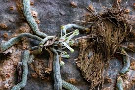 Image result for Microcoelia physophora