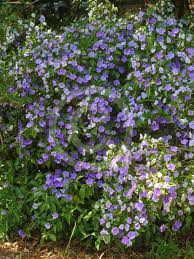 Image result for Brunfelsia australis