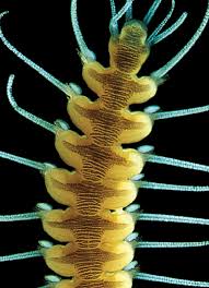 Image result for Polychaeta spp.