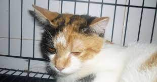 Apabila makanan dihadam dengan sempurna, usus kucing akan menyerap sebanyak 80. Kucing Utara Langkah Atasi Kucing Cirit