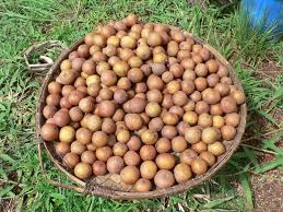 Image result for Uapaca guineensis