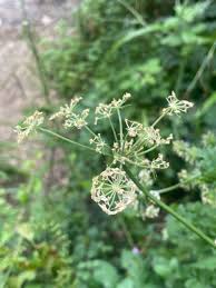 Image result for Oenanthe